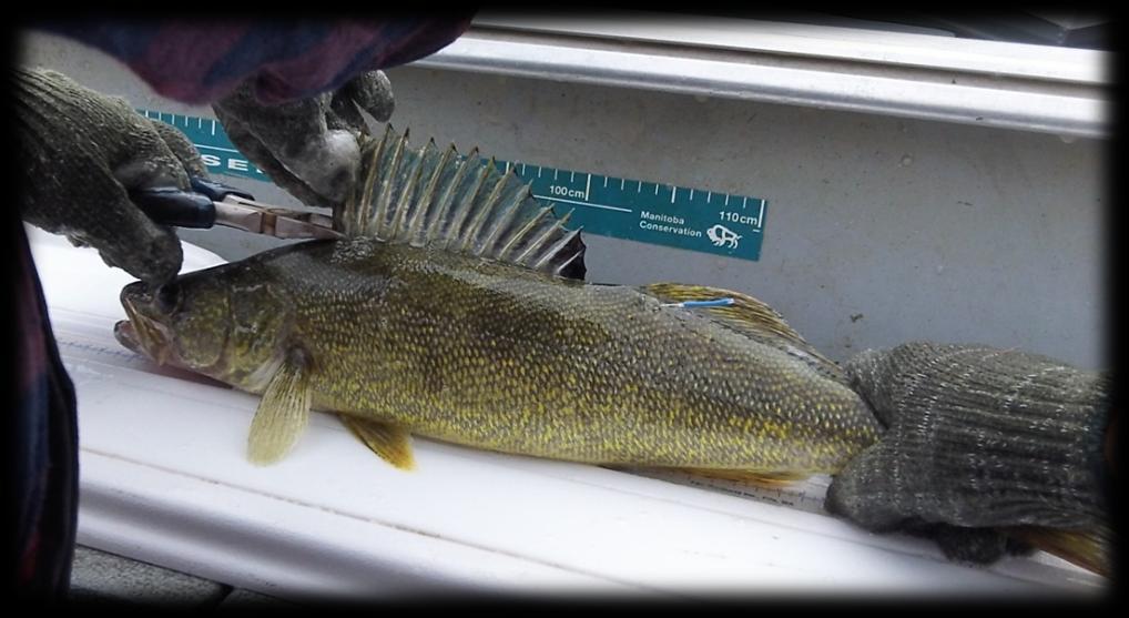 North Steeprock Lake Pike compositions have remained consistent even since the 2003 study (16%). Walleye and white sucker compositions have increased.