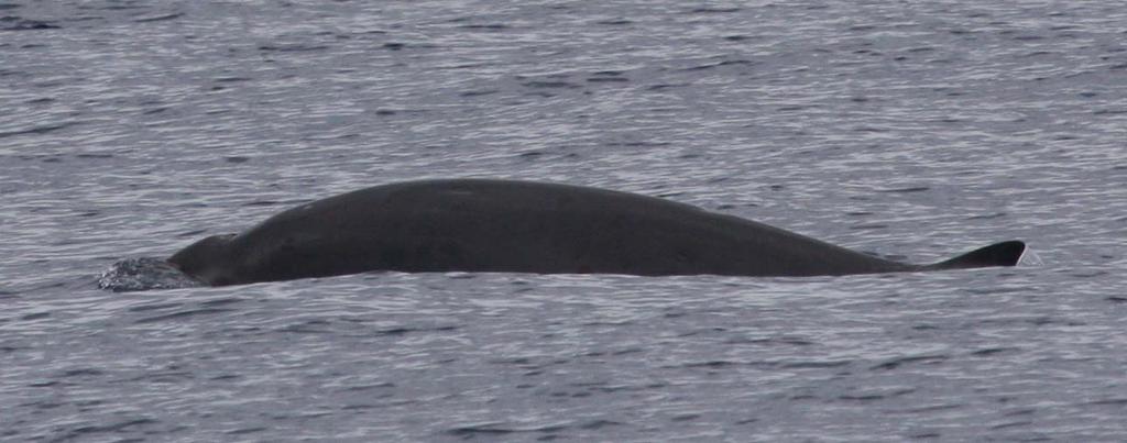 Figure 4c. Beaked whale (Mesoplodon sp.