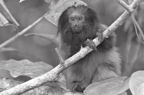 11 6. The black-faced lion tamarin (Leontopithecus caissara) is a species of monkey living in the rainforests of South America.