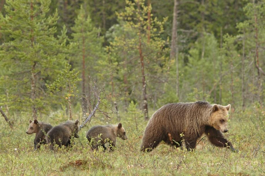 Conservation and management of large carnivores, Natural Resources Institute Finland (Luke) at Rovaniemi History & recent changes in population sizes and distribution