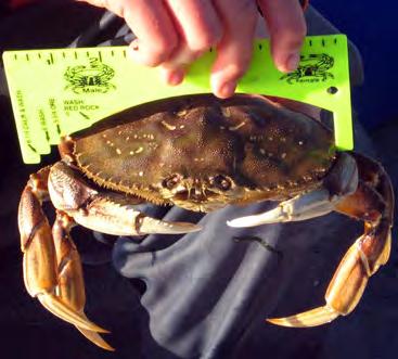 He was issued a citation for Unlawful Possession of Female Dungeness Crab. Measuring of Crab.