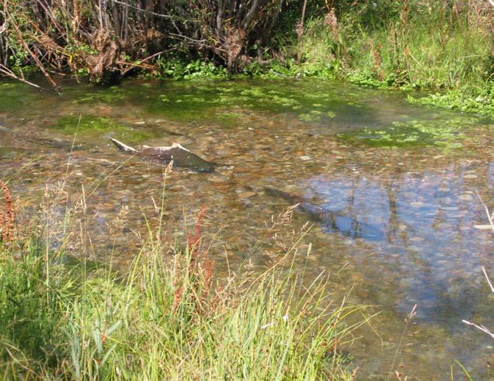 Ranchers restore fish habitat in Pahsimeroi Valley with help from multiple agencies By Steve Stuebner Rancher Jim Martiny remembers his grandmother talking about the loud noise made by salmon