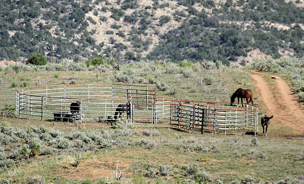 The BLM is committed to continuously improving its management of wild horses and burros.