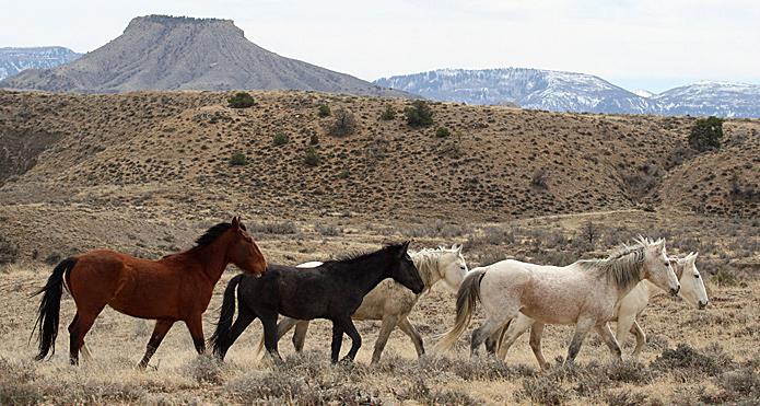 Introduction The Colorado chapter of the National Mustang Association, in conjunction with Four Corners Back Country Horsemen and Mesa Verde Back Country Horsemen, supports BLM s stated goal of