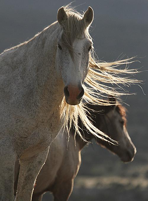 2) Easier for the horses As advocates for the Spring Creek Basin herd and each horse within the herd, we believe the fact that bait trapping causes significantly less stress on the horses should be a