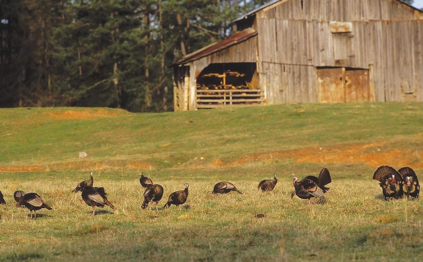 INVEST Yes! Pennsylvania State NWTF Wild Turkey Super Fund Projects Since 1985, more than $4,726,695 has been raised and spent by Pennsylvania chapters on projects within the state.