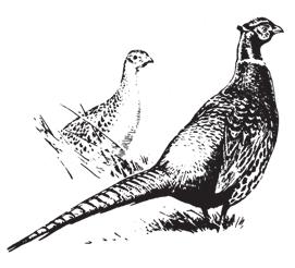 JUNIOR PHEASANT HUNT OCT. 10-17 15,000 birds will be released for the 2009 Junior Pheasant Hunt season.