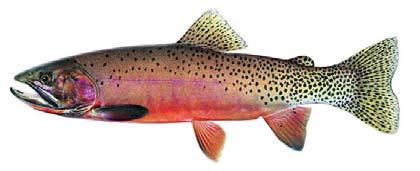 scale that is meaningful for fish, however the results must be verified Brook trout seem to