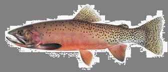 Westslope Cutthroat Trout The westslope cutthroat trout now only occupies between