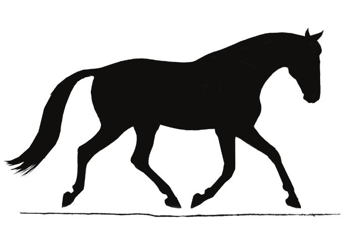 He carries about 50 percent of his weight with the forehand and 50 percent with the hindquarters. When you first get on your horse, he s on the forehand (fig. 9.1 A).