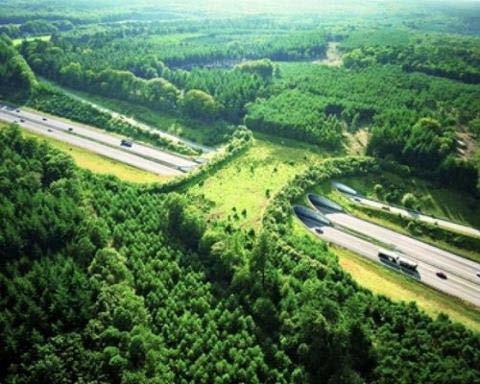to highways, animal bridges can