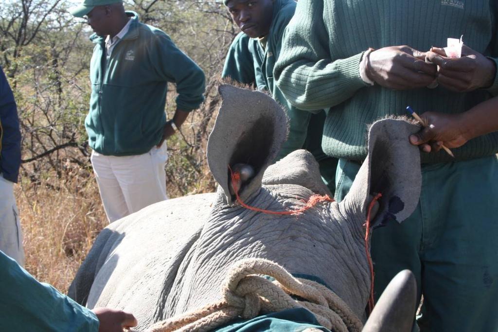 culminated in 10 more rhinos being ear-notched and microchipped.