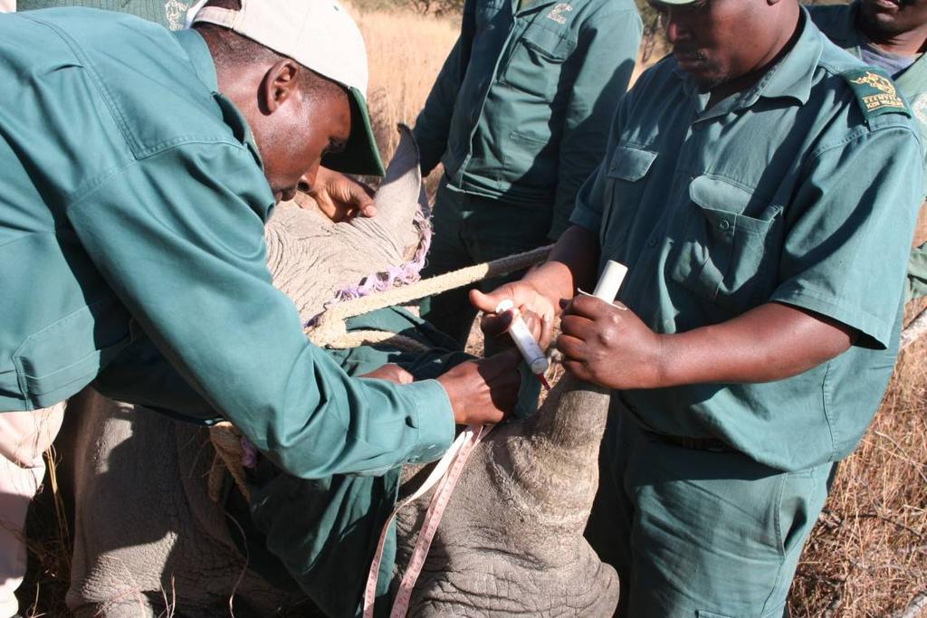 Figure 3: Showing the insertion of microchips (Trovan Transponders) into the horns, as well as horn measurements during the rhino notching project at Weenen Game Reserve (South Africa) in 2009.