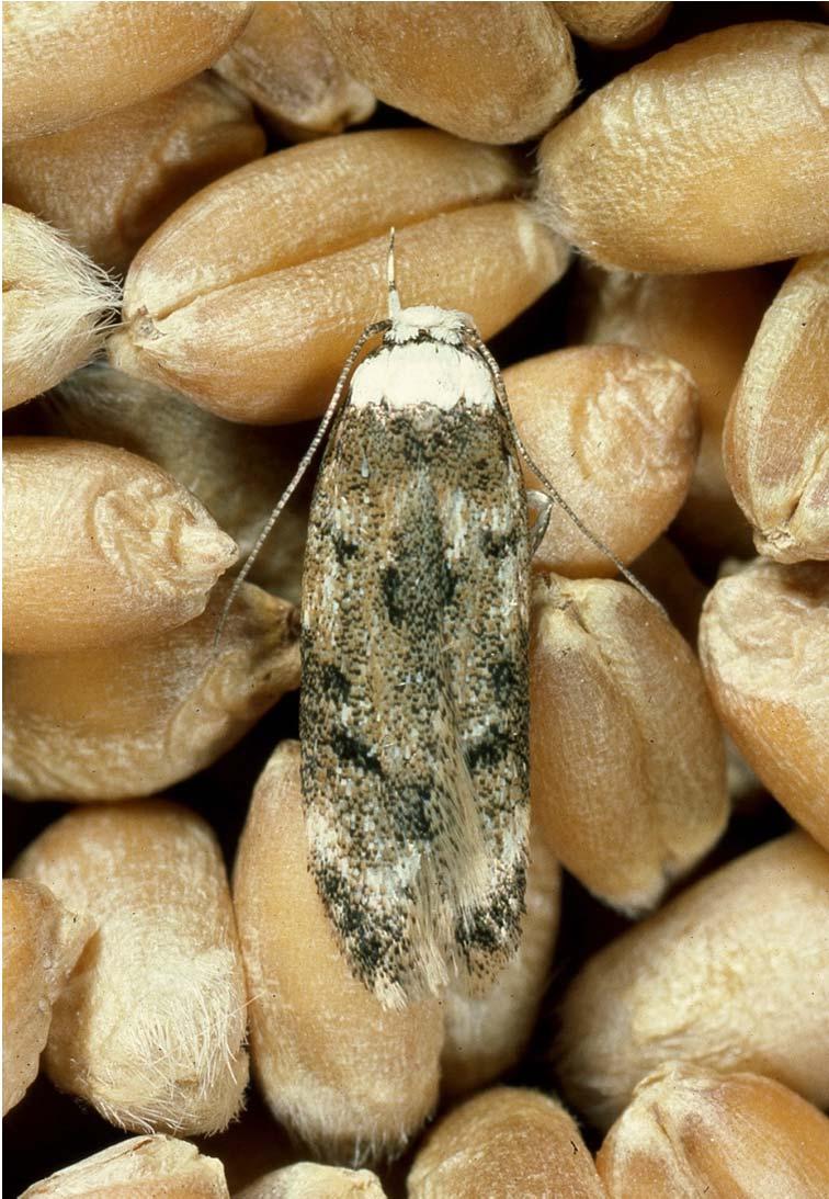 Shredders White-shouldered house moth Endrosis sarcitrella adults 6-10mm white shoulder and prothorax greyish-white forewings marked