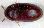 Black carpet beetle Attagenus unicolor Shredders