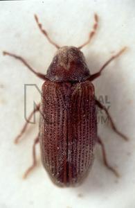 Borers Common furniture beetle, woodworm Anobium punctatum adults 2-9mm reddish brown to