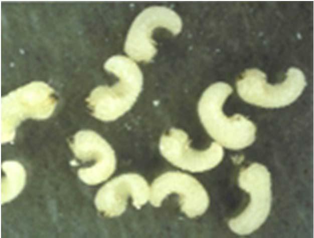 cylindrical body larvae c-shaped creamy white with dark brown