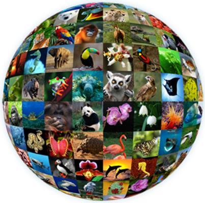 CITES Species CITES regulates international trade in over 35,000 species Around