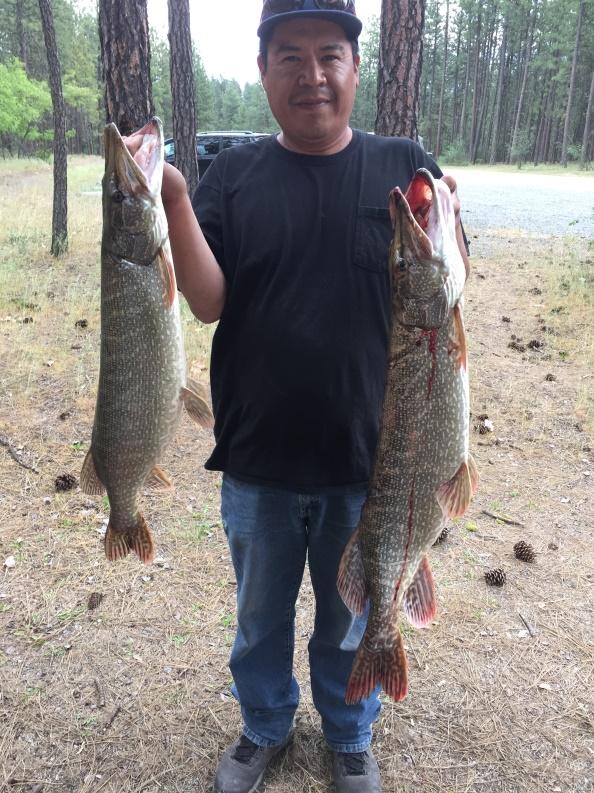 350 300 297 284 # of pike harvested in creel 250 200 150 100 195 50 0 2011 2012 2013 2014 2015