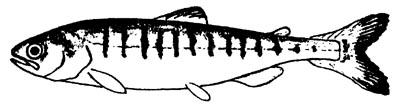 Chum Salmon Juvenile Stages During the First Year in Salt Water (From Phillips 1977 1 ) Drawings are not to exact scale. Chum fry (30-35 mm total length).