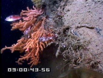 General background about deep-sea corals For these measures, and also for the purposes of NOAA s coral program, deep-sea corals are defined as those species that live at 50 m (27.