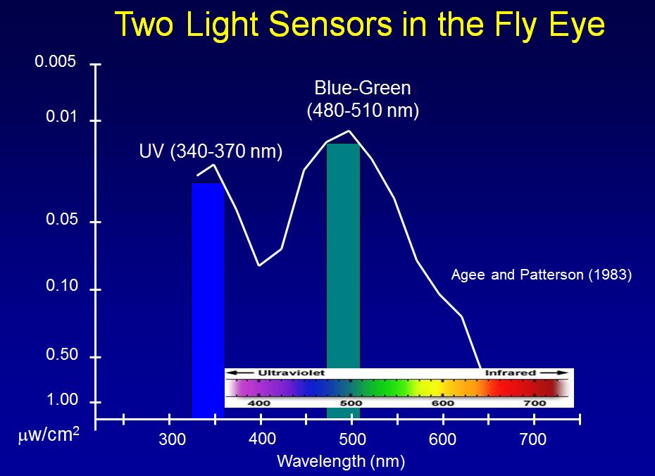 Introduction Insect Light Traps have been a critical part of fly control programs for many years. They rely on a light source to generate light at a wavelength that is attractive to flies (Graph 1).