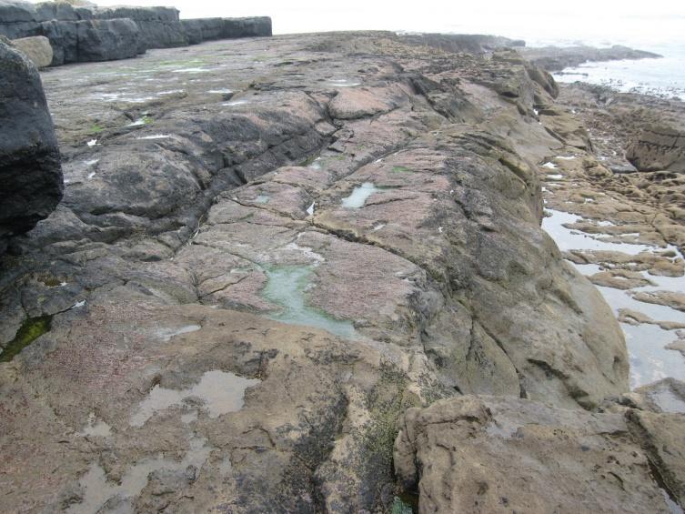 The rock pools photographed during surveying did not contain any rare or protected species.