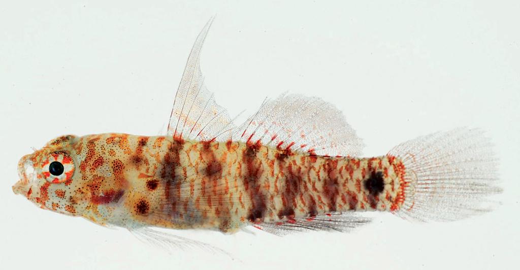 Figure 37. Eviota distigma, 13.9 mm SL, JTW-2006-13, Mururoa, Tuamotu Archipelago, French Polynesia (J.T. Williams).