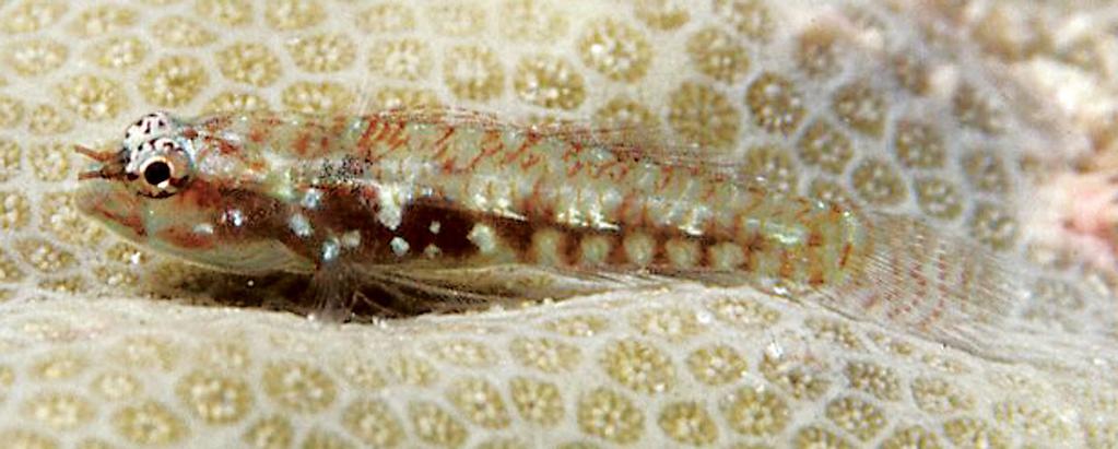 Figure 50. Eviota infulata, underwater photograph, approx.14 mm SL, Moorea, French Polynesia (J.E. Randall).