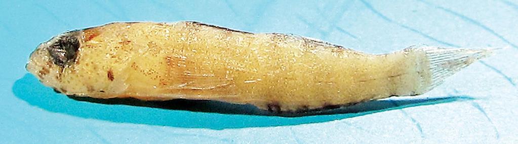 Figure 51. Eviota karaspila, underwater photograph, Fiji (R. Whitworth). Diagnosis.