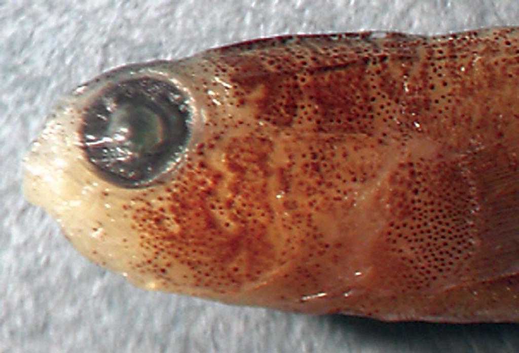Figure 63. Eviota richardi, ROM 45203, fresh paratype, 13.2 mm SL, male, Fiji (R.W. Winterbottom). Non-type material.