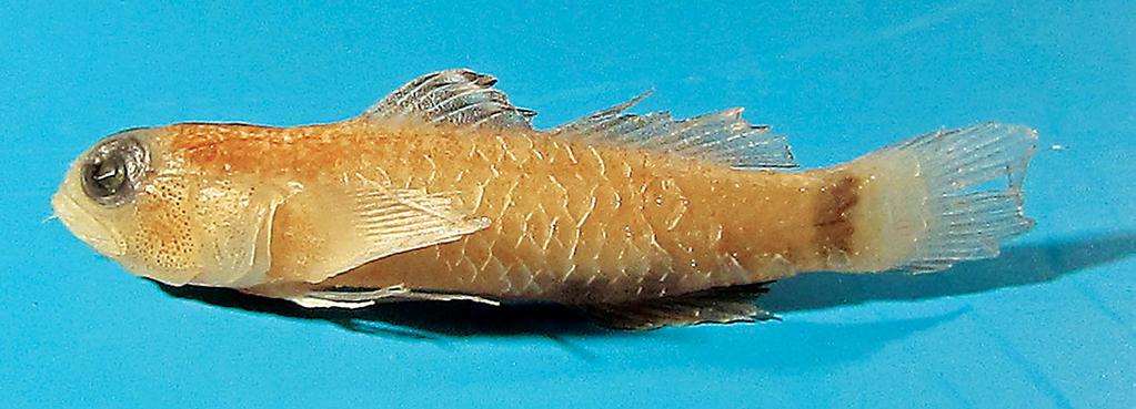 Figure 65. Eviota richardi, USNM 235809, preserved non-type specimen, 12.4 mm SL, Fiji. it, extending down across the entire cheek. Pupil of eye dusky clear, iris black.