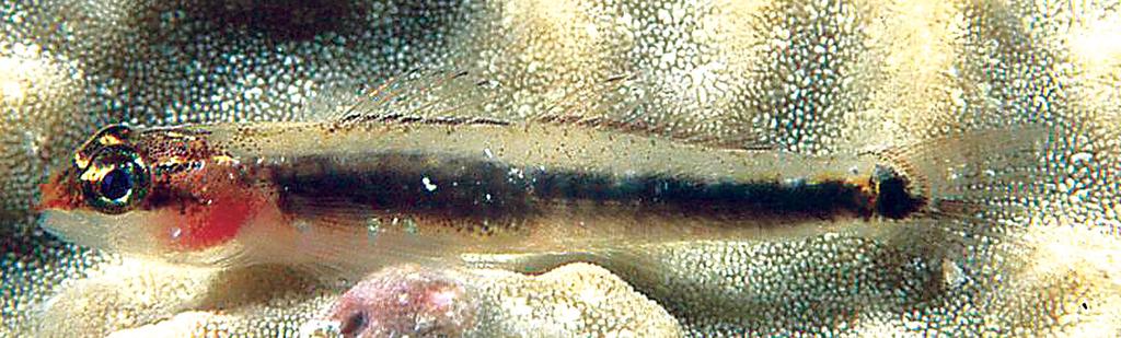 Figure 66. Eviota sebreei, underwater photograph, Fiji (J.E. Randall). Eviota sebreei Jordan & Seale, 1906 Striped Dwarfgoby Figures 8, 66 & 67. Eviota sebreei Jordan & Seale 1906: 390, fig.