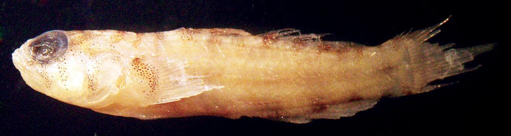 Eviota cf. specca Greenfield, Suzuki & Shibukawa, 2014 Figures 18, 19, 80 & 81. Figure 80. Eviota cf. specca, CAS 238197, preserved specimen, Fiji.