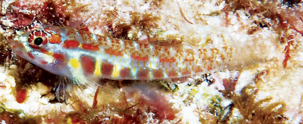 Figure 89. Eviota cf. teresae, CAS 238213, underwater photograph, Nuusafee, Samoa (M.V. Erdmann). from Lachner & Karnella [1978]). In addition, Tornabene et al. (2015, fig.