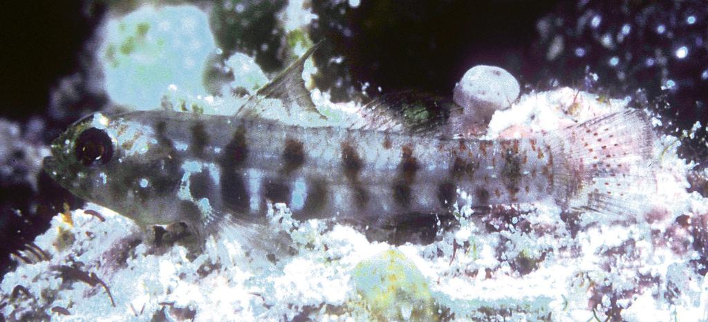 Figure 95. Eviota zonura, underwater photograph, Ataoru, Indonesia (J.E. Randall). Tonga, the Samoan Islands to French Polynesia (Society Islands) and Pitcairn Islands.