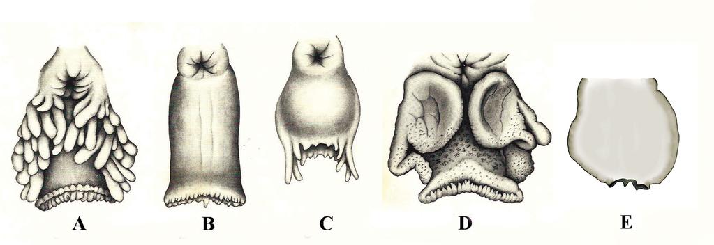 Figure 3. Examples of five types of urogenital papillae in mature Eviota.