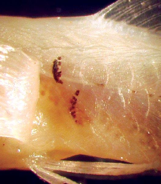 Caudal-fin base with one or two distinct dark marks (these marks are different from dark marks over the preural centrum, which are farther anterior, such as in E. zonura, see fig.