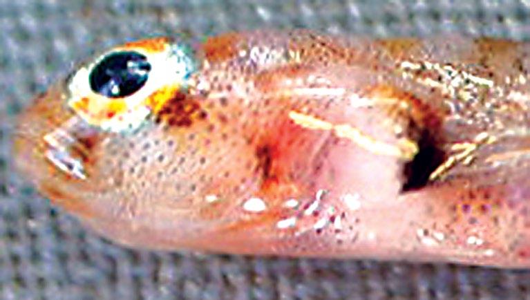 A single prominent dark spot on lower half of pectoral-fin base, but none dorsally; a single broad bar at anteroventral margin of eye (see Fig. 11 at right)...e. randalli (p.