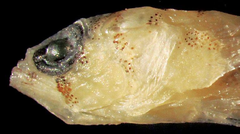 17, but a small cluster of small chromatophores near front of jaw ( see Fig. 19 below right)......e. cf.