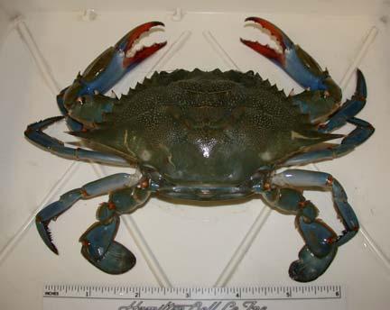 Blue Crabs of the South Atlantic Bight Native and Occasional species of (or, when isn t a blue crab a blue crab?) Classification.