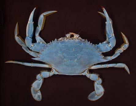 Portunoidea Family: Portunidae Genus: Common name: Blue crab Physical characteristics: species, like most portunids, have a pair of flat, oar shaped rear legs (pereopods) called swimmerets.