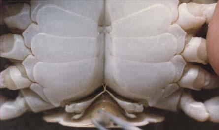 Diagnostic characteristic of species: In male crabs, the shape of the male gonopods (a pair of abdominal appendages that are modified for mating), may be viewed by lifting the abdomen from the