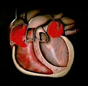 Normal Heart Beat Chest Recoil allows blood to flow into the heart and is necessary for chest compressions to
