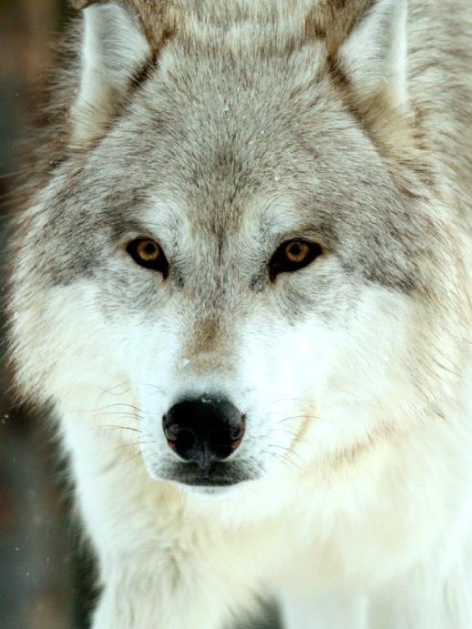 THE WOLF WATCHERS Endangered gray wolves return to the