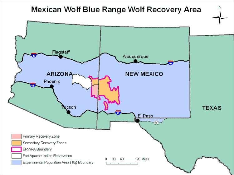 0 Under the Final Rule, any gray wolf present in the MWEPA, regardless of origin is managed under the non-essential experimental population rules and management plans established for that area (see