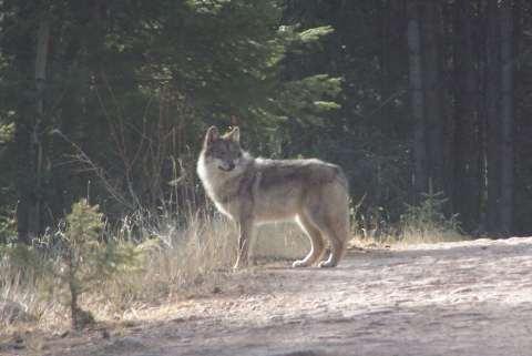 reduces the likelihood of indiscriminate, illegal killing of wolves and substantially lessens the overall risk of wolf mortality. 0 0 Figure -. Photo of Mexican Wolf.