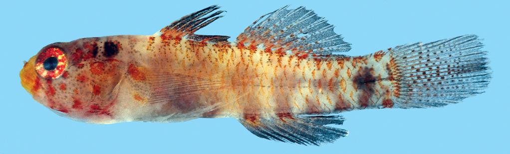 Figure 2. Eviota sodwanaensis, fresh paratype, ROM 72739, 15.5 mm SL, male, Kwazulu-Natal, South Africa (R. Winterbottom). Paratypes. (all from Kwazulu-Natal, South Africa) ROM 101550, 12.