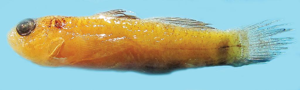 Figure 4. Eviota sodwanaensis, preserved paratype, CAS 241594, 17.5 mm SL, Kwazulu-Natal, South Africa (D.W. Greenfield). Smith, 1958, is a synonym), but E.