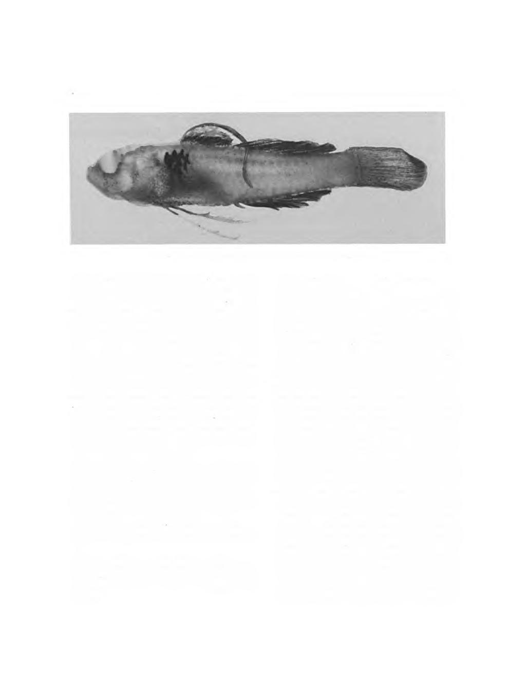 00 SMITHSONIAN CONTRIBUTIONS TO ZOOLOGY FIGURE 55. Eviota infulata, RUSI 5, male,.0 mm SL, Mauritius.